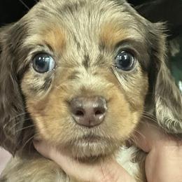 Dachshunds from K4 Doxies