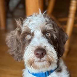 Herry - Australian Labradoodle