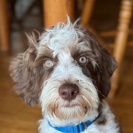 Herry - Australian Labradoodle