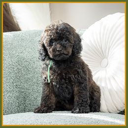 Amy - Brown female Cockapoo puppy in Connersville, Indiana from Deaz Doodle Ranch