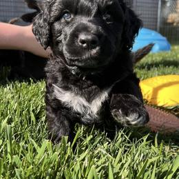 Lagotto Romagnolo and Portuguese Water Dog Puppies from Shooting Star Water Dogs