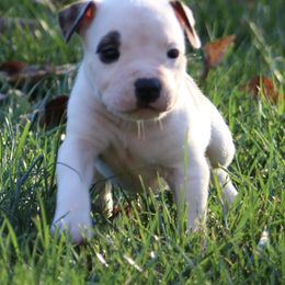 Sneezy - Red brindle male American Staffordshire Terrier puppy in Guilford County, North Carolina from Explicit Kennel
