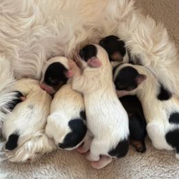 Yorkshire Terrier Puppies from Combs’ Yorkies