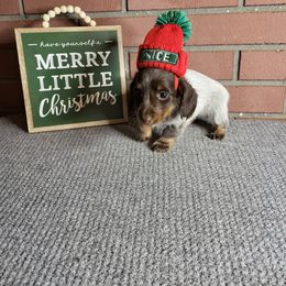 Dachshund Puppies from Stoney Mountain Mini Doxies