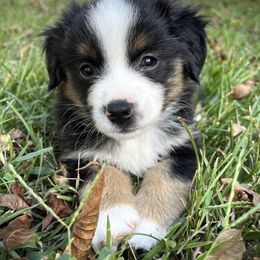 Giblet - Black tri male Miniature Australian Shepherd puppy in Jenkinsville, South Carolina from Monticello Mini Aussies
