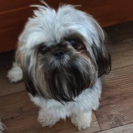 Shih Tzus from Ashkay Shih-tzus