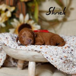 Shriek - Red  female Goldendoodle puppy in Mendon, Massachusetts from Comfort & Cuddle Co