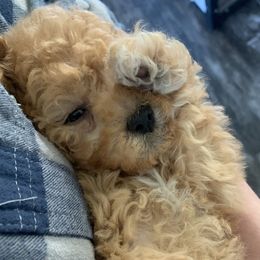 Pembroke Welsh Corgis, Poodles, and Toy Australian Shepherds from Sweet Peach Puppies
