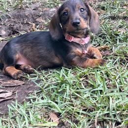 Finley - Dachshund
