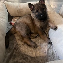 Girl 4 - Sable German Shepherd puppy in Austin, Texas from Vom Haus Roman