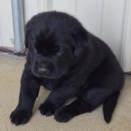 Halford   (Hal) - Black male Labrador Retriever puppy in Greenwich, Ohio from Pure Gem Kennel