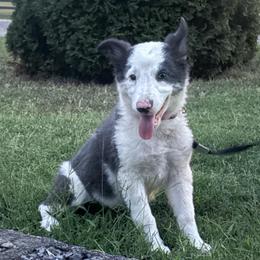 Bailey-blue and white - Blue female Border Collie puppy in Chattanooga, Tennessee from Ross Vegas Kennels