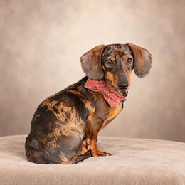 Chief - Dapple male Dachshund puppy in Augusta, Georgia from Cherokee Hill Dachshunds