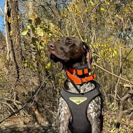 German Shorthaired Pointers from KMS GSP's