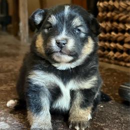 Macie - Tri-colored female Pomeranian puppy in Lakeport, California from Akins Aussies/Wild Rose Ranch