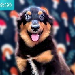 Pasco - Black tri male Miniature Australian Shepherd puppy in Punta Gorda, Florida from Christie's Creekside Aussies