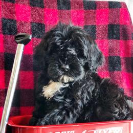 Princess - Black and white female Portuguese Water Dog puppy in Narvon, Pennsylvania from Prized Family Porties