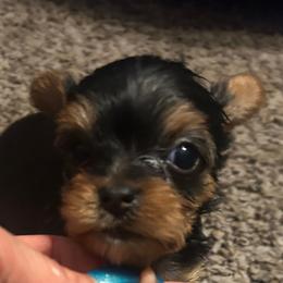 Brooke - Blue and gold female Yorkshire Terrier puppy in Hot Springs, Arkansas from Weslynn Kennels