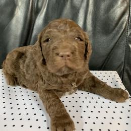 Goldendoodle Puppies from Surrey Lane Doodles