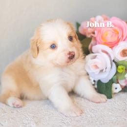 John B. - Red & white male Miniature American Shepherd puppy in Tonopah, Arizona from King's Miniature American Shepherds