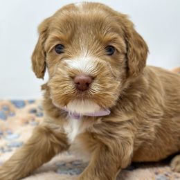Pumpkin - Apricot female Goldendoodle puppy in Florence, South Carolina from Candy Doodles