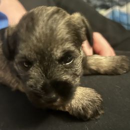 Miniature Schnauzer Puppies from Krystle's Miniature Schnauzers
