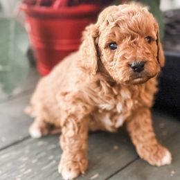 Olaf - Apricot male Goldendoodle puppy in Valley Center, California from AweStrunk Farms