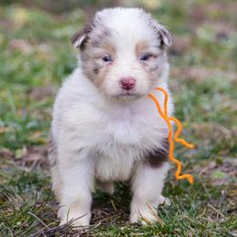 Orange girl - Red merle female Australian Shepherd puppy in Clarkrange, Tennessee from Vom Wolff