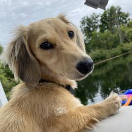 Luna - Dachshund