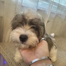 Dexter - Chocolate sable male Havanese puppy in Clearwater, Florida from Havanese Loves