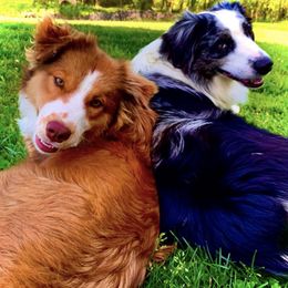 Australian Shepherds and Pomeranians from Hollis Creek Farm