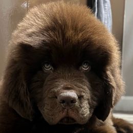 Brown female - Brown female Newfoundland puppy in New York from Johnson Farms