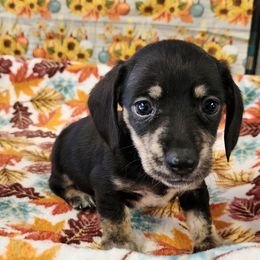 Rufus - Black and cream male Dachshund puppy in Anaconda, Montana from Williams Family Dachshunds