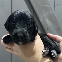 Blitzen - Black female Labradoodle puppy in Monticello, Georgia from Daylin’s Doodles & Labradors