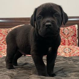 Jett - Black male Cane Corso puppy in San Isidro, Texas from MTZCC Ranch, LLC