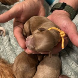 Goldendoodle Puppies from Lasting Legacy Family Dogs