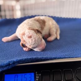 Girl 1 - female Australian Mountain Doodle puppy in Decatur, Illinois from Signature Doodles