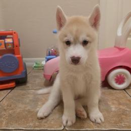 Cooper - Fully Health Tested Parents - Red and white male Siberian Husky puppy in Phoenix, Arizona from Limitless Huskies