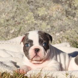 Hot Pink Boy - Brindle and white male French Bulldog puppy in New Hampton, New Hampshire from Kismet French Bulldogs