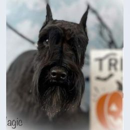 Miniature Schnauzer All Grown Up from D’Angels Schnauzers LLC