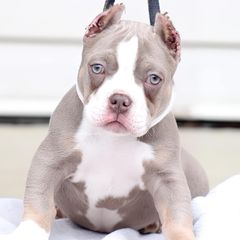 Valentino - Shorty Bull puppy in Burlington, North Carolina from Exquisite Star Kennel