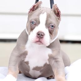 Valentino - Shorty Bull puppy in Burlington, North Carolina from Exquisite Star Kennel