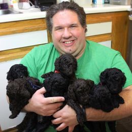 Poodle Puppies from Piccolo's Poodles