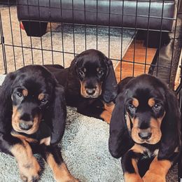 Black and Tan Coonhound Puppies from Toodaloo Coonhounds
