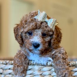Wendy Darling - Apricot female Poodle puppy in Salem, Oregon from Lavish Poodles