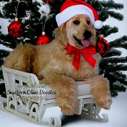 Goldendoodle Puppies from Southern Olive Doodles 🫒