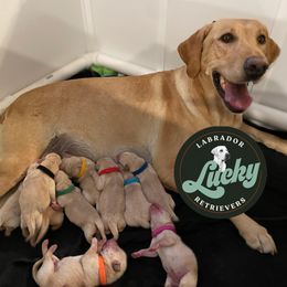 Light Blue Male - Grinch - Yellow male Labrador Retriever puppy in Las Vegas, Nevada from Lucky Labrador Retrievers