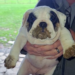 Bulldog Puppies from Pappy's Bullies