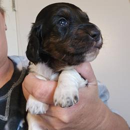 Boy 1 - Black and tan male Dachshund puppy in El Paso, Texas from Mells Weenies