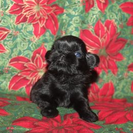 Shih Tzu Puppies from Gypsy Breeze Kennels
